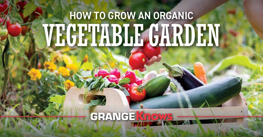 How to Grow an Organic Vegetable Garden