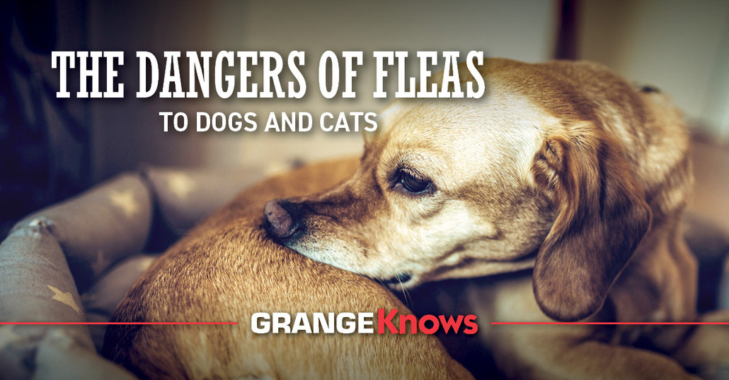 The Dangerous Impact of Fleas on Your Dog and Cat's Health