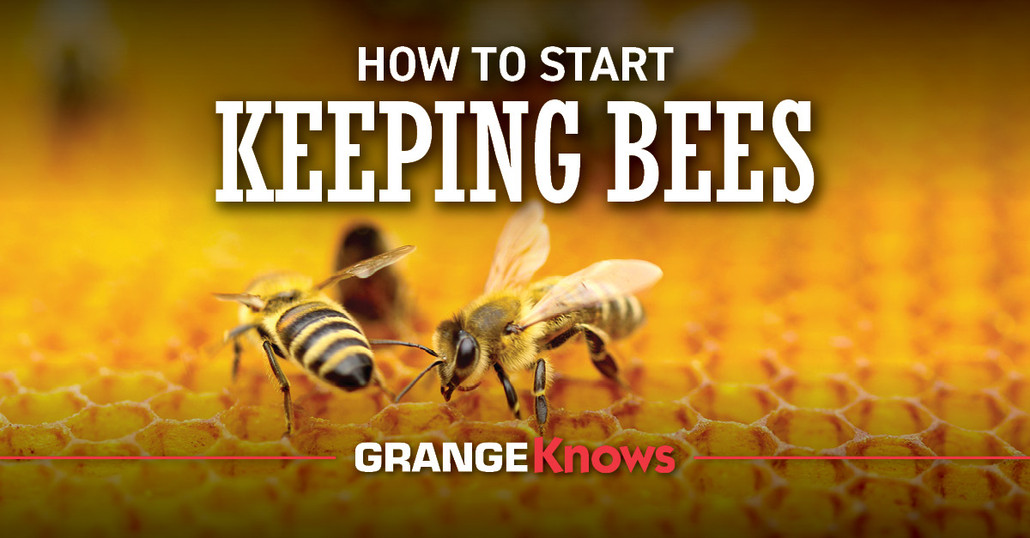 How to Start Keeping Bees