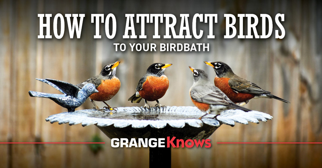How to Attract Birds to Your Birdbath