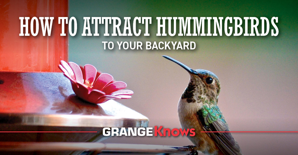 How to Attract Hummingbirds to Your Backyard