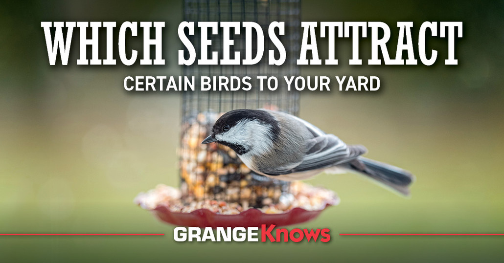 Which Seeds Attract Certain Birds to Your Yard