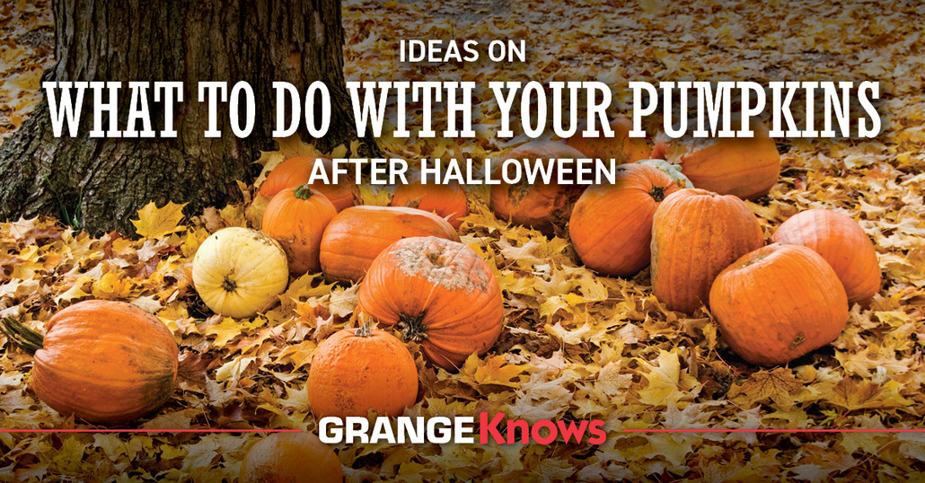 Ideas on What to Do with Your Pumpkins After Halloween - Grange Co-op