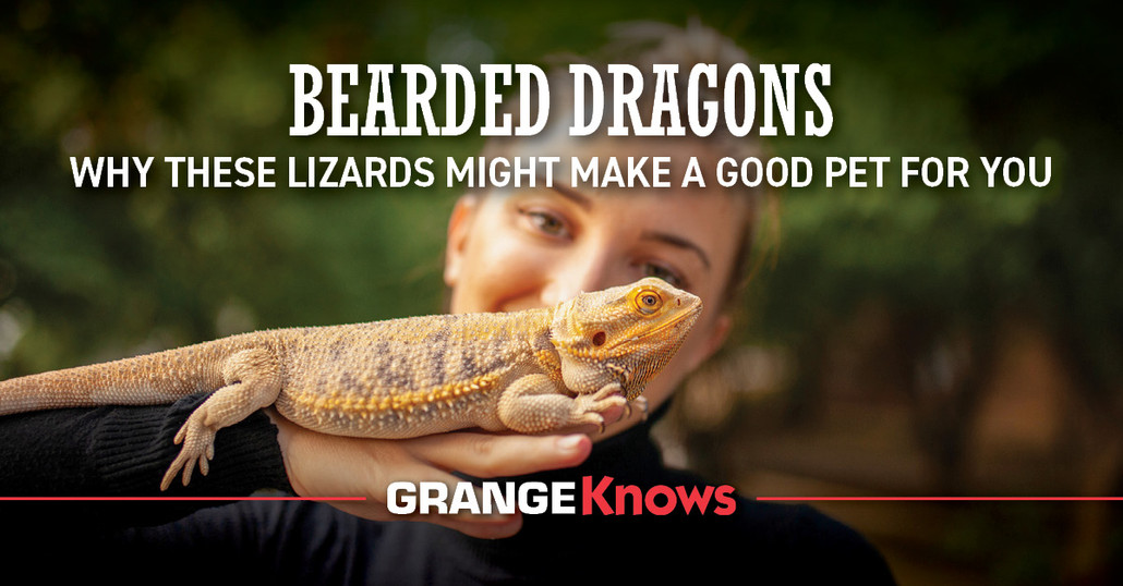 Bearded Dragons – Why These Lizards Might Make a Good Pet for You