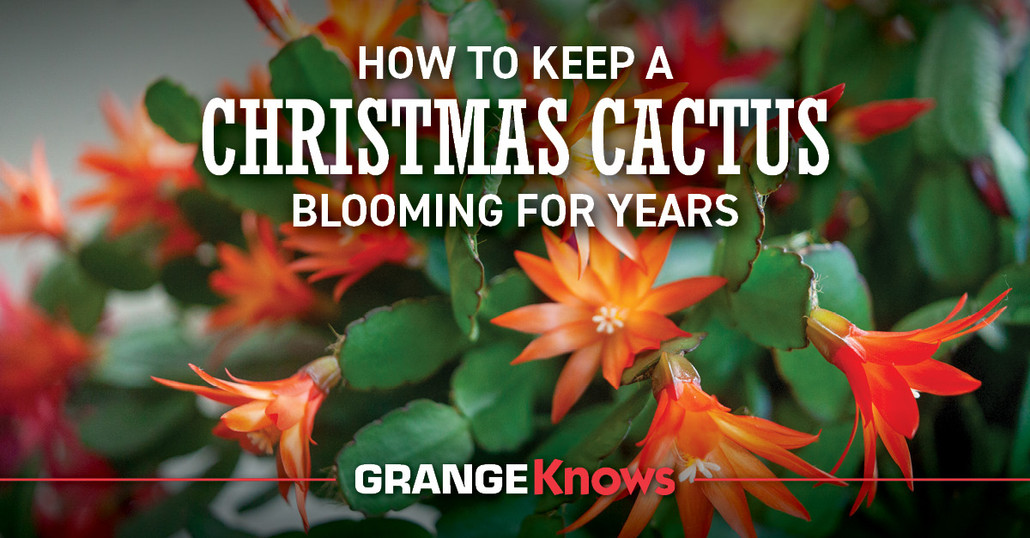 How to Keep a Christmas Cactus Blooming for Years