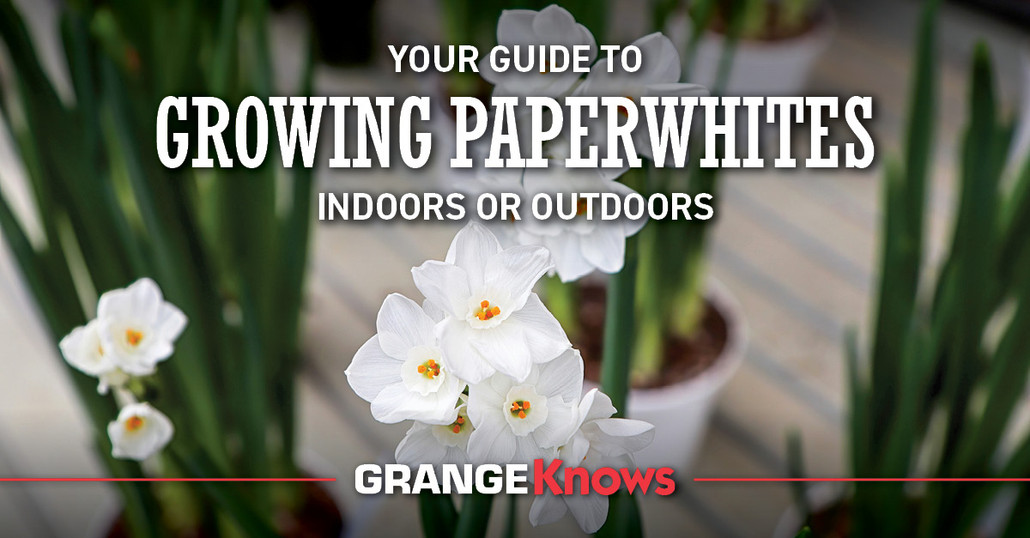 Your Guide to Growing Paperwhites Indoors or Outdoors