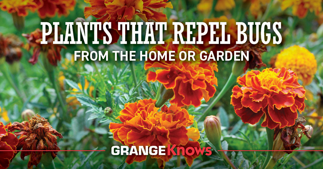 Plants That Repel Bugs from the Garden or Home