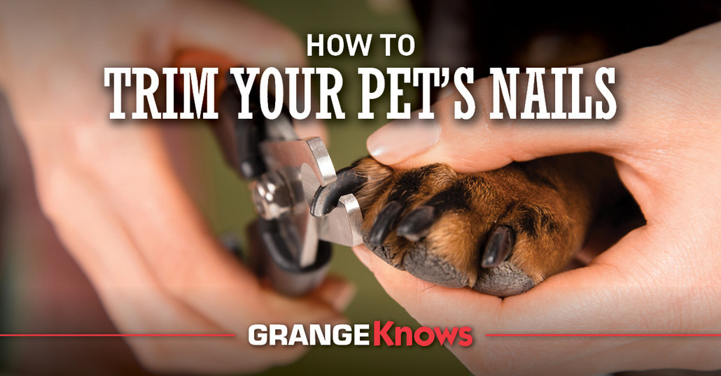 How to Trim Your Pet's Nails