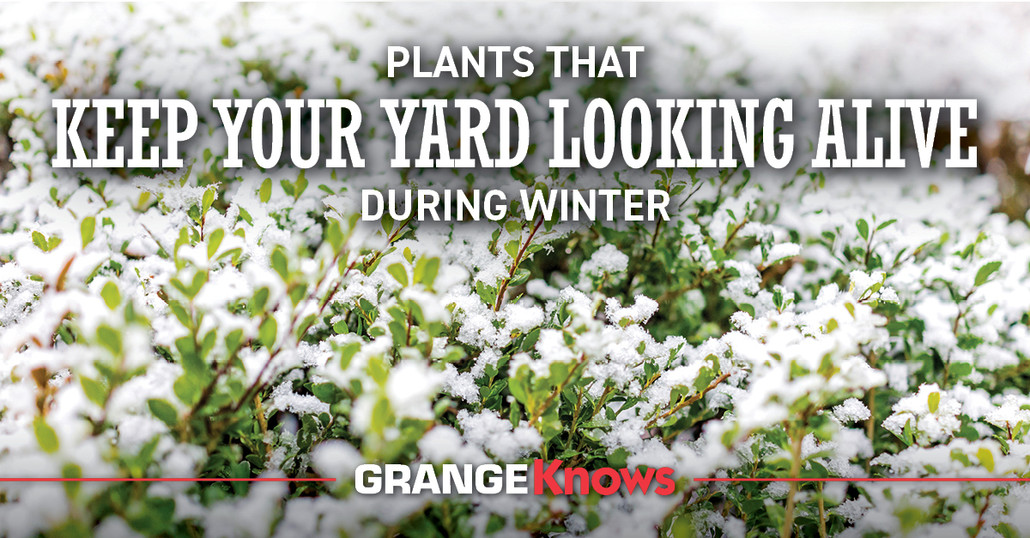 Plants That Keep Your Yard Looking Alive During Winter