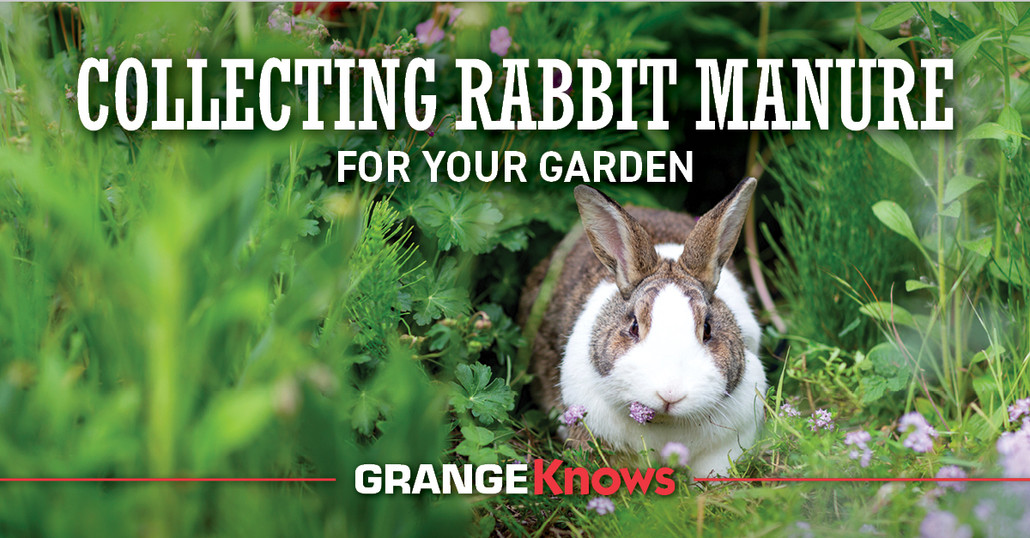 Collecting Rabbit Manure for Your Garden