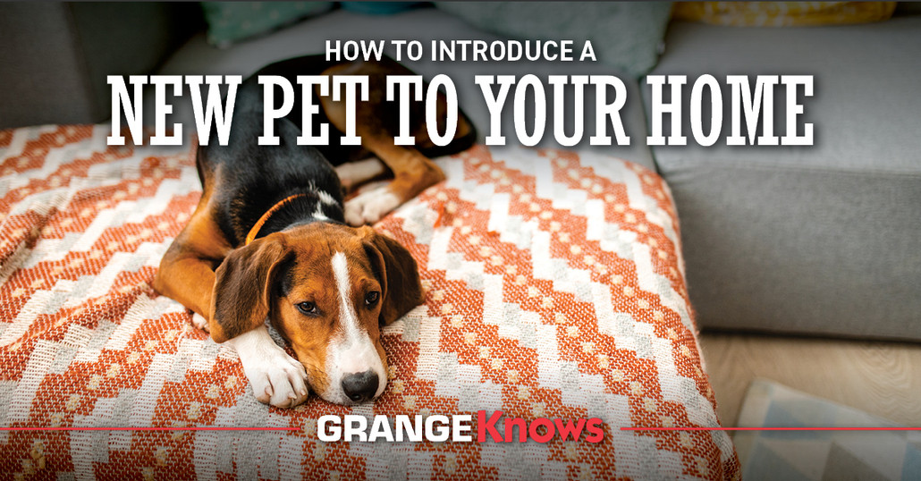 How to Introduce a New Pet to Your Home