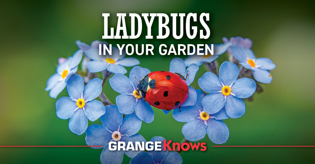 Ladybugs In Your Garden