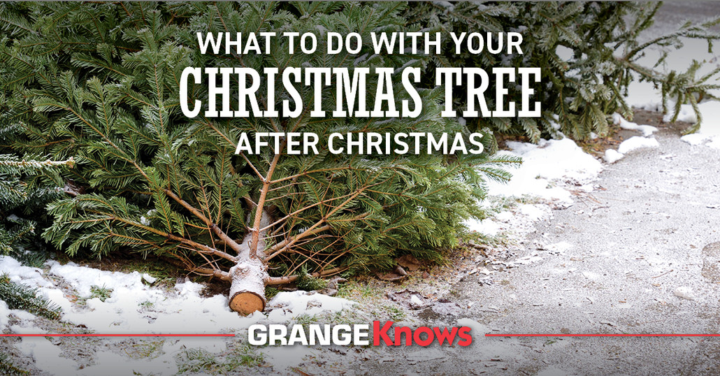 What to Do with Your Christmas Tree After Christmas