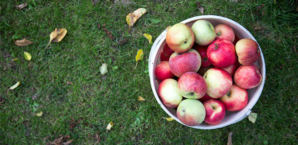 Growing Fruit Trees