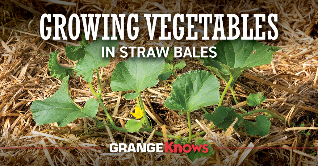 Growing Vegetables in Straw Bales