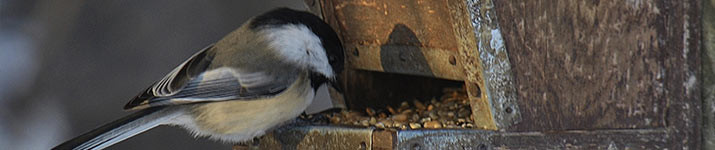 Have you cleaned your feeders recently?