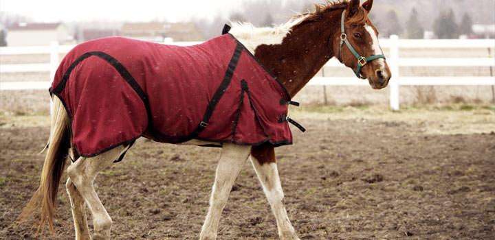 Horse Blankets