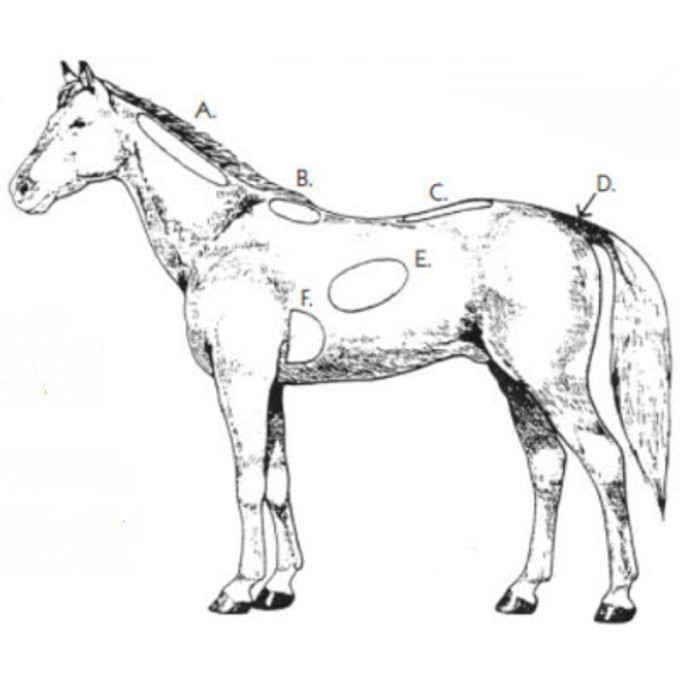 Horse Body Condition Scoring