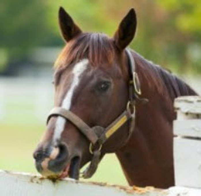 Horse Chewing Horse Chewing