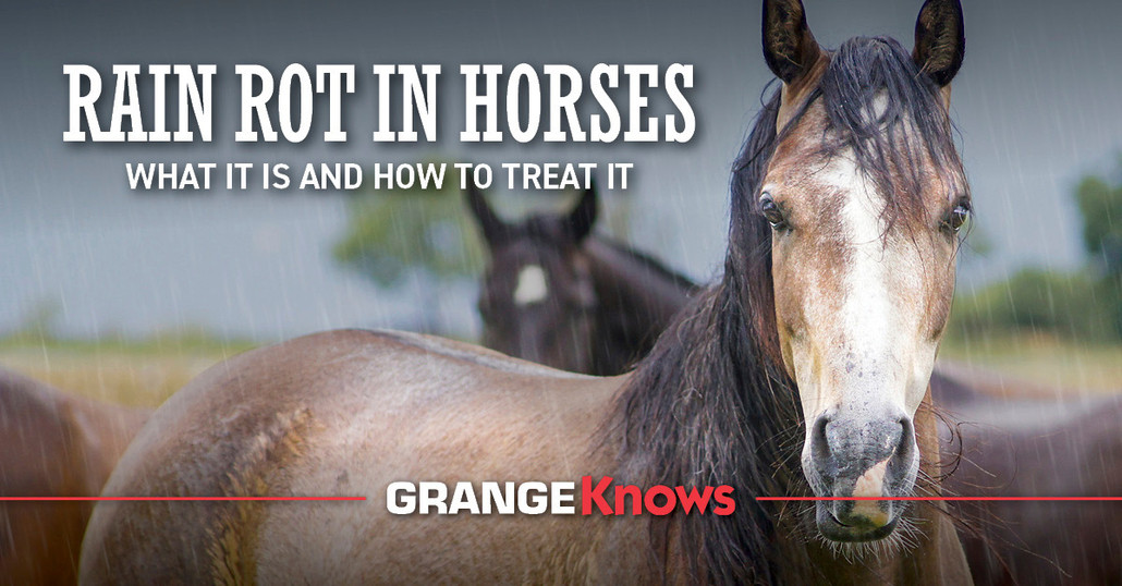 Rain Rot in Horses — What It Is and How to Treat It