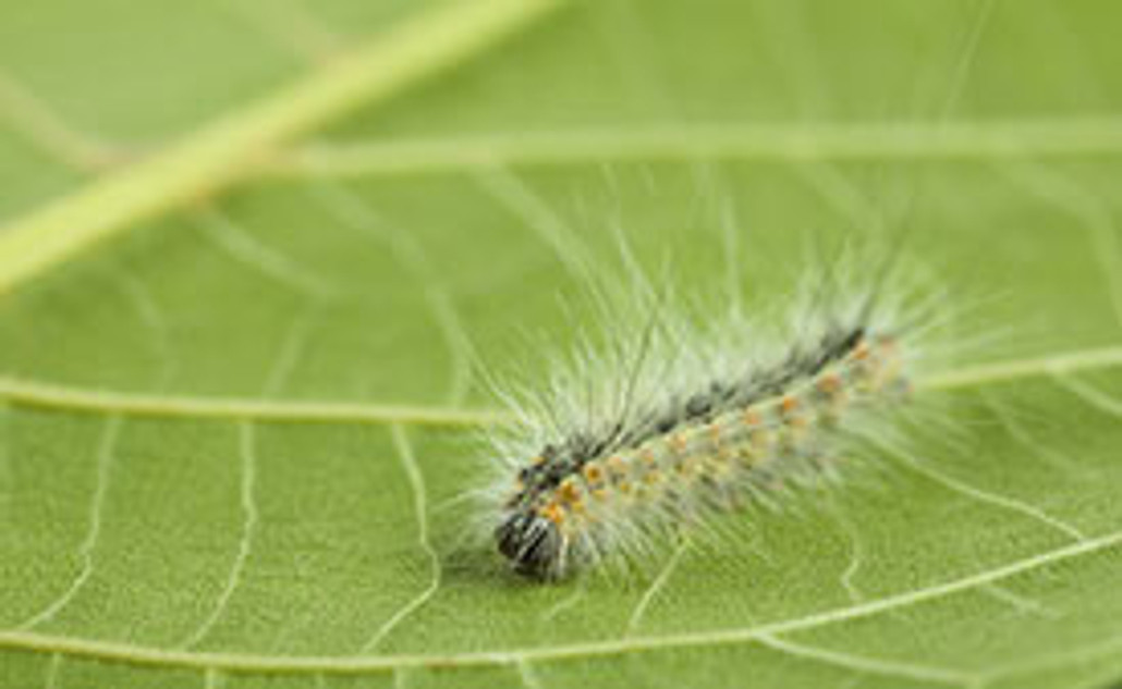 Horticultural Bulletin: The Fall Webworm