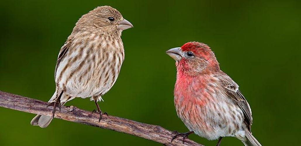 House Finch House Finch