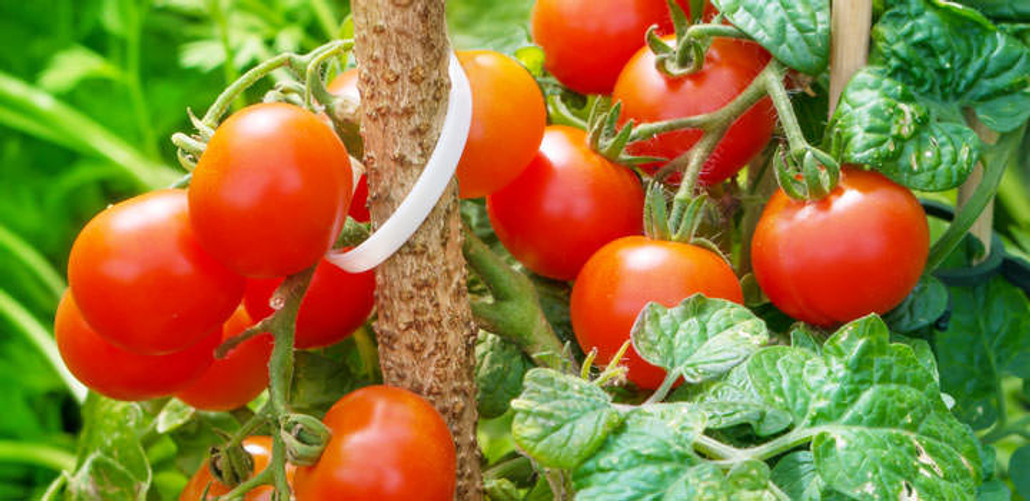 How to Plant Your Tomato Plants