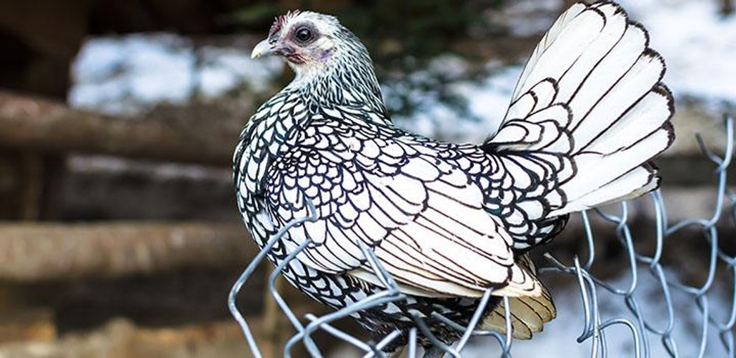 How to Set Up Electric Poultry Netting in 8 Easy Steps - The Grit