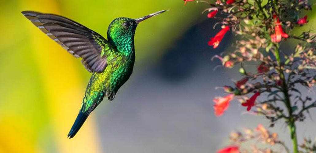 Hummingbird Facts