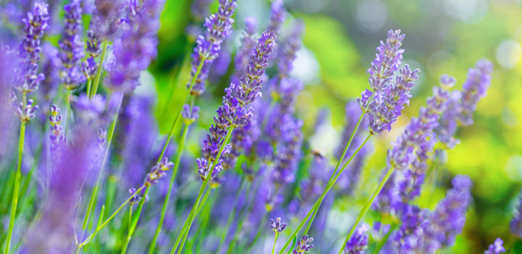 Laudable & Lovely, Lavish Lavender