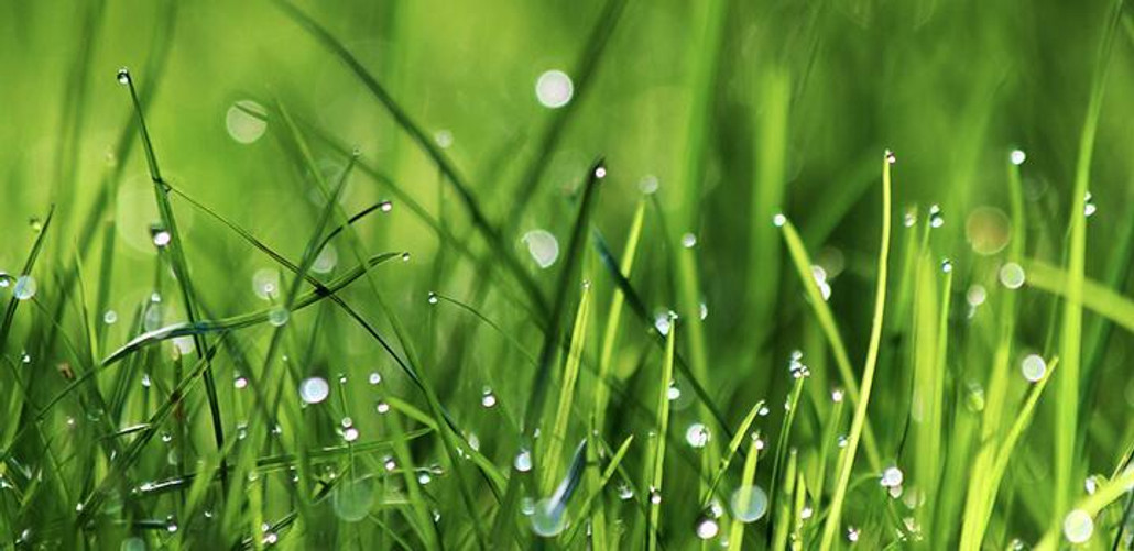 May Lawn & Garden Tips May Lawn & Garden Tips