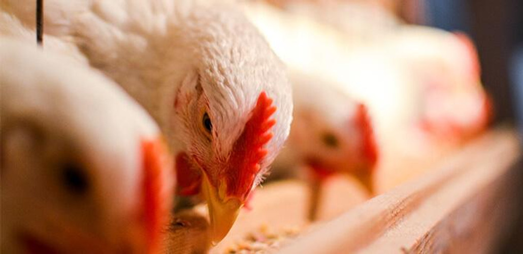 Order a Top 5 Rogue Poultry Feed Here