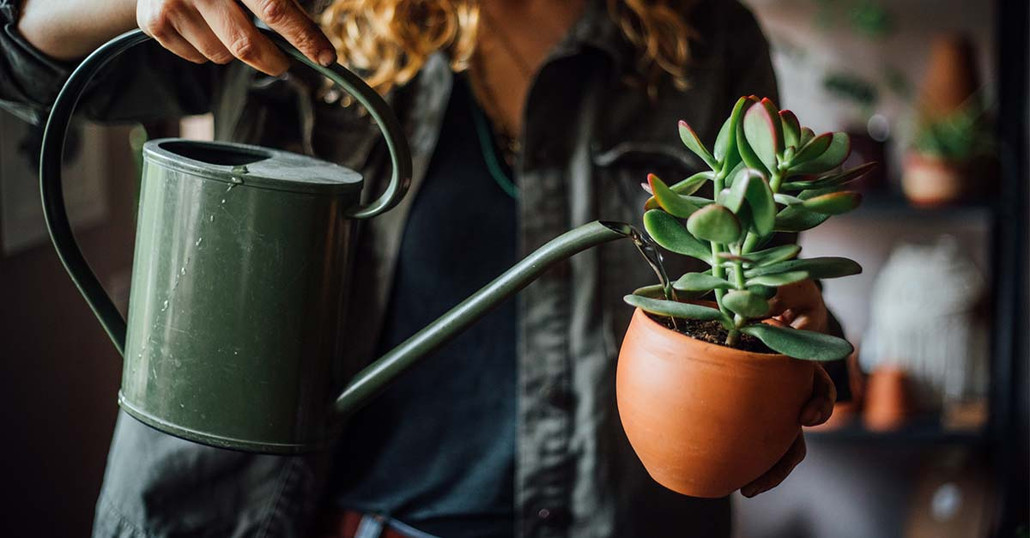 Overwatering Garden Plants