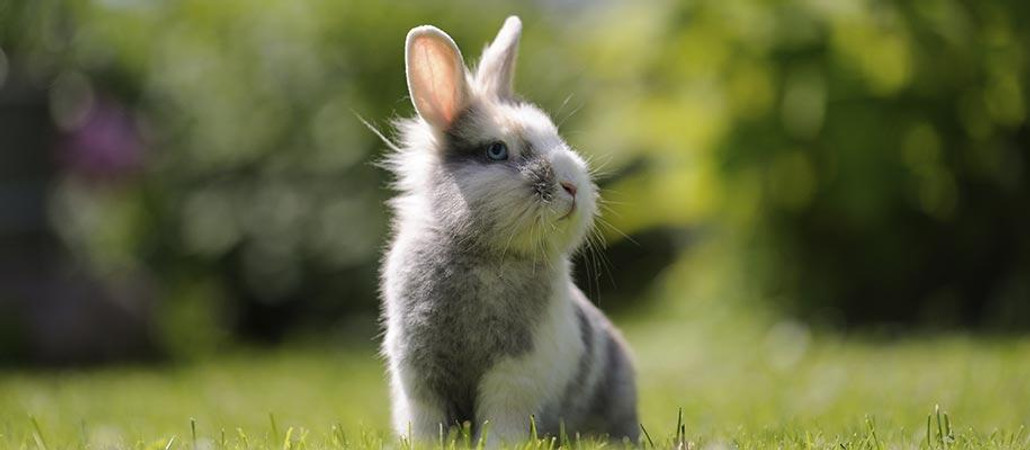 Preparing Your Home For A New Rabbit