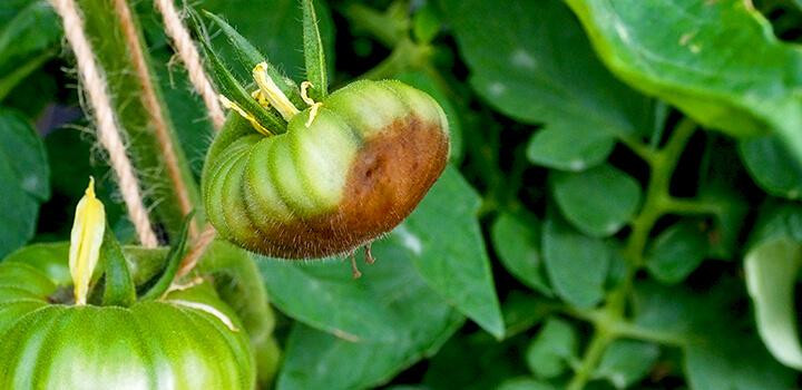 Preventing Blossom-End Rot