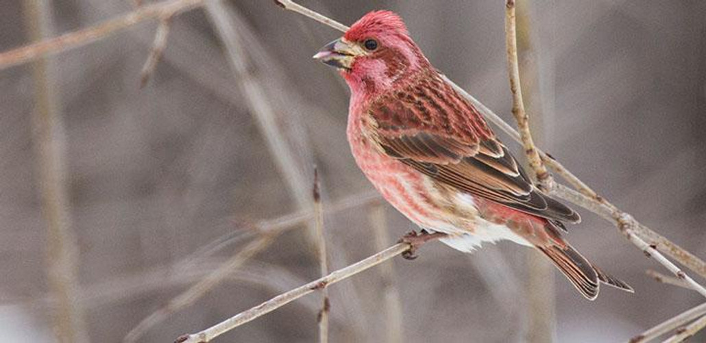 Purple Finch Purple Finch