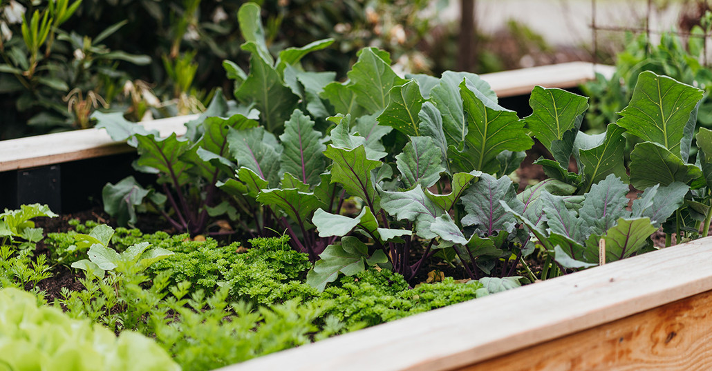 Raised Bed Gardening Recipe for Success