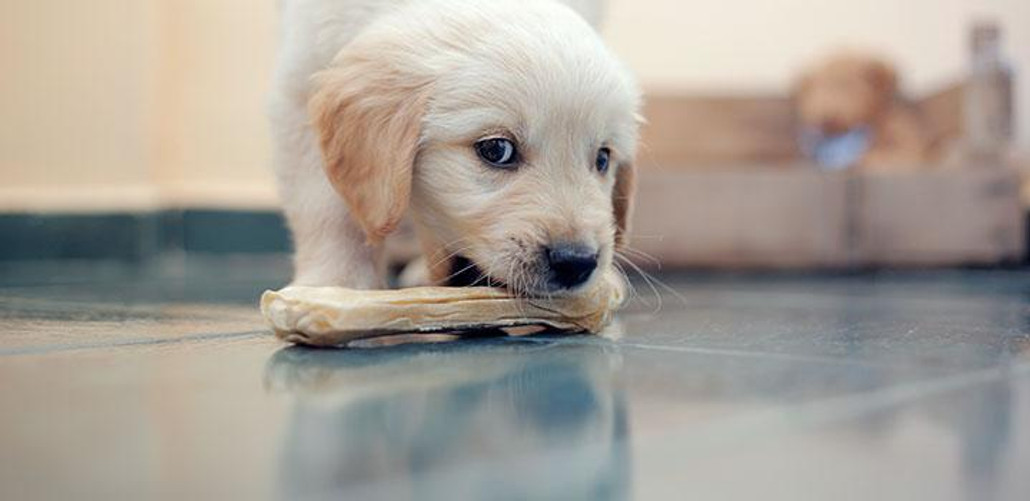 Rawhide Treats and Chews