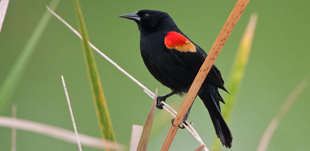 Red-Winged Blackbird