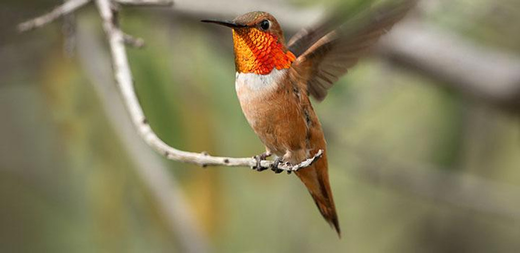 Rufous Hummingbird