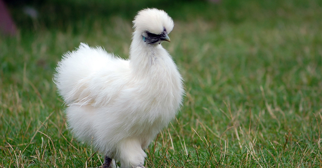 How to Raise Silkies