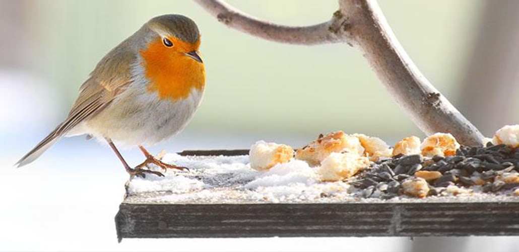 Spicing Up Your Feeding Stations