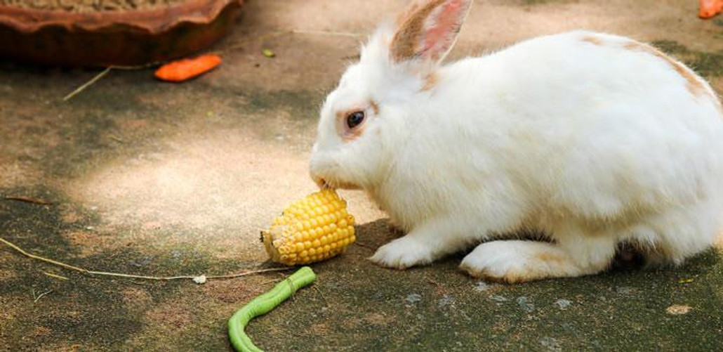 Suggested Produce for Rabbits