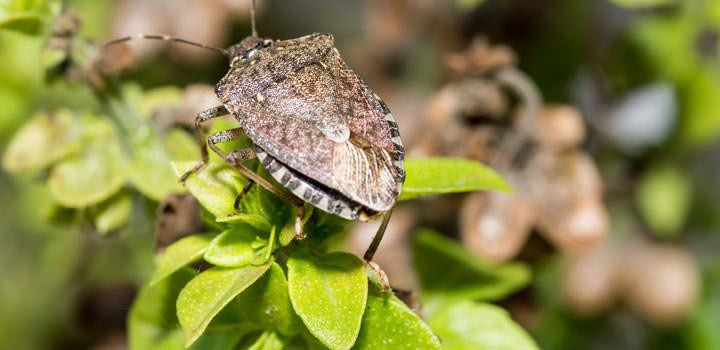 The Brown Marmorated Stink Bug