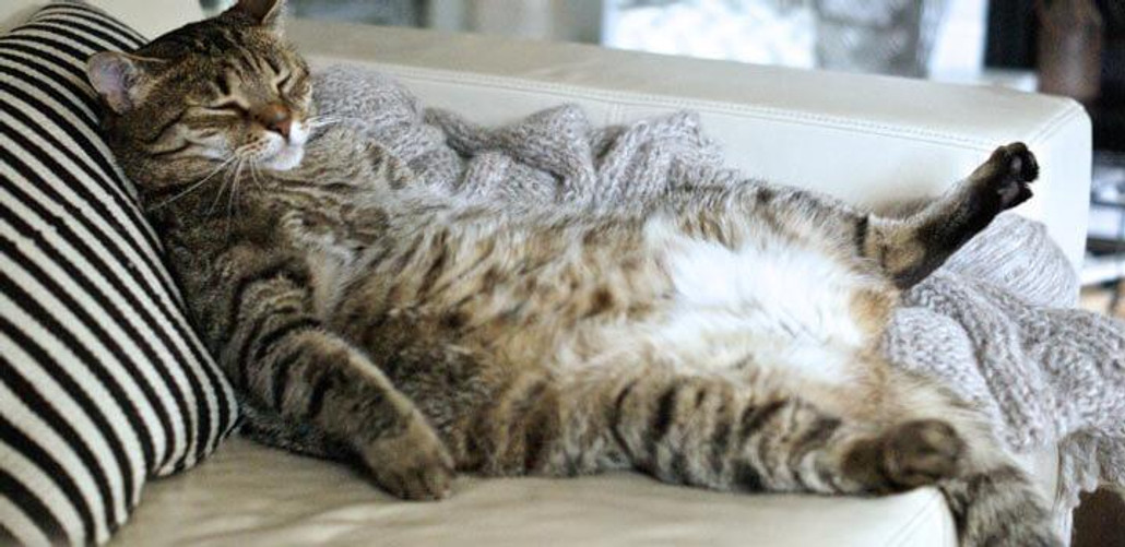 Tips for Overweight Pets