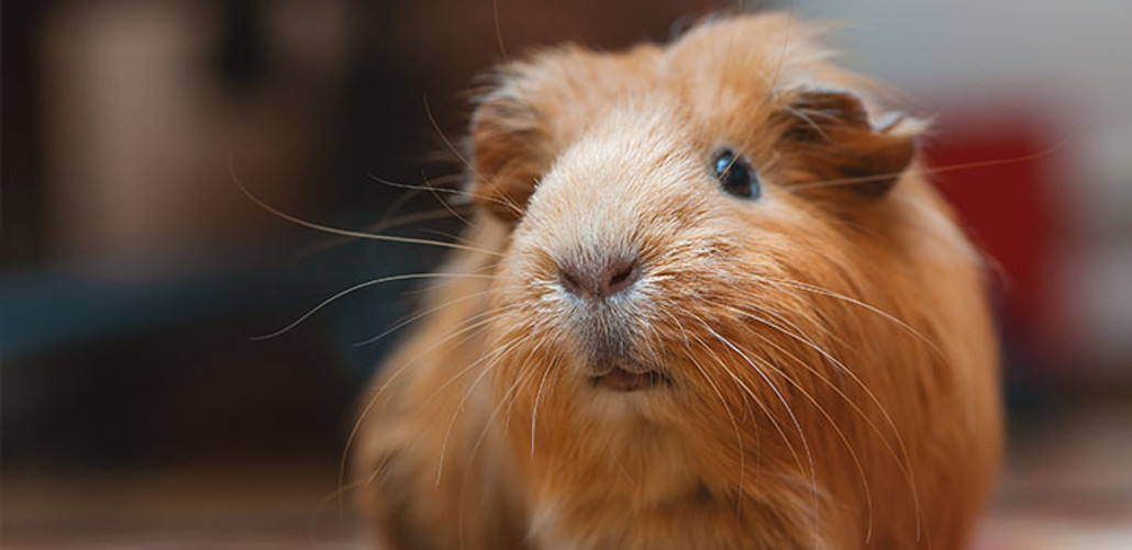 Vitamin C for Guinea Pigs