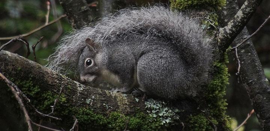 Western Grey Squirrel