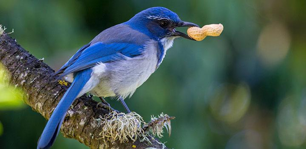 Western Scrub Jay