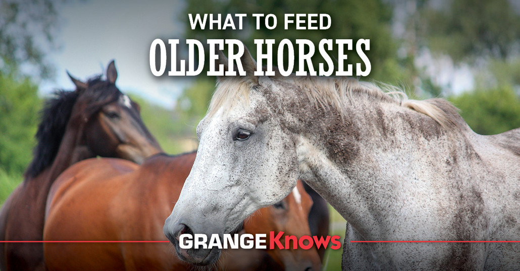 What To Feed Older Horses