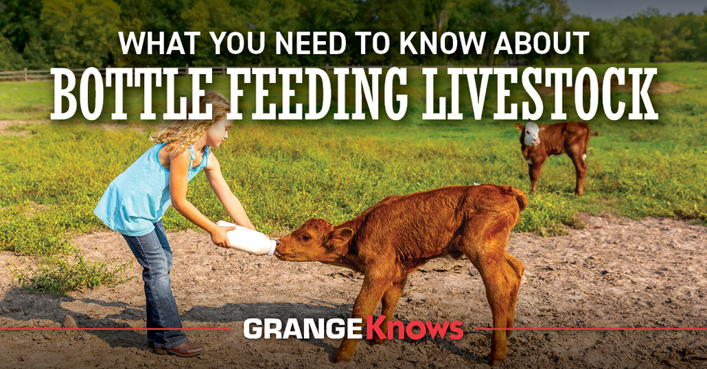 What You Need to Know About Bottle Feeding Livestock
